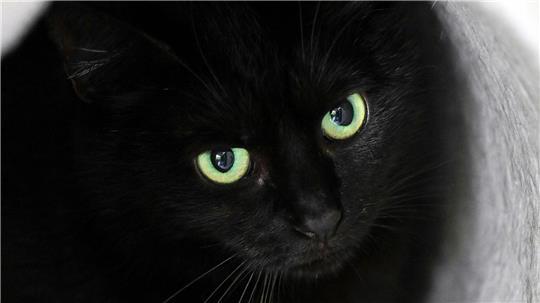 Bis zum 1. November dürfen im städtischen Tierheim der katalanischen Gemeinde keine schwarzen Katzen vermittelt werden. (Symbolbild)