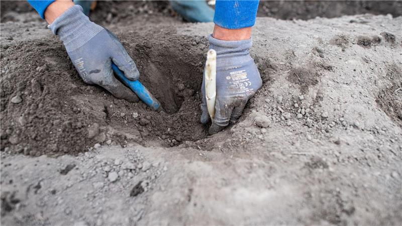 So bauen Sie Spargel im Garten selber an Bis zur ersten Spargelernte ist Geduld gefragt.