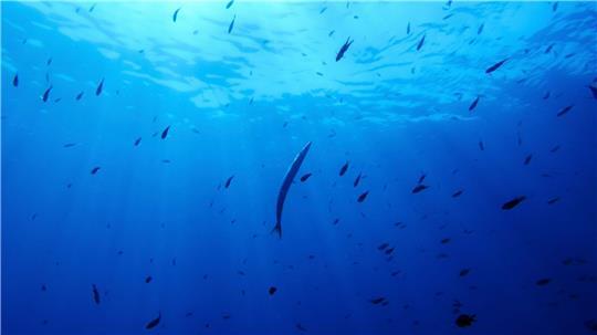 Bisher gibt es für die Hochsee keine einheitlichen Umweltregeln. (Symbolbild)