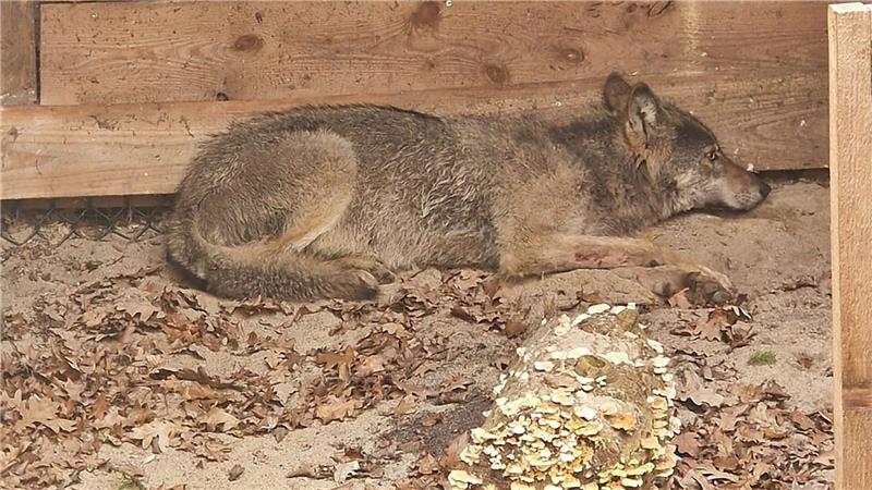 Bisher konnten weder der Wolf noch das Halsband mit seinem Sender gefunden werden. (Archivbild)