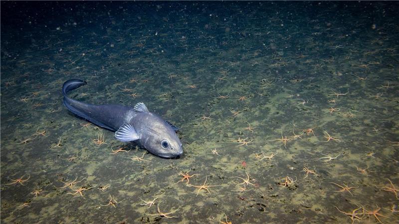 Blackbox Tiefsee: Wir kennen nicht einmal 0,001 Prozent Bislang ist nur ein winziger Teil der Tiefsee erforscht.