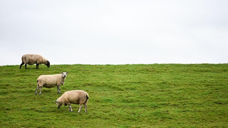 Bislang ist unklar, wem der Hund gehört. (Symbolbild)