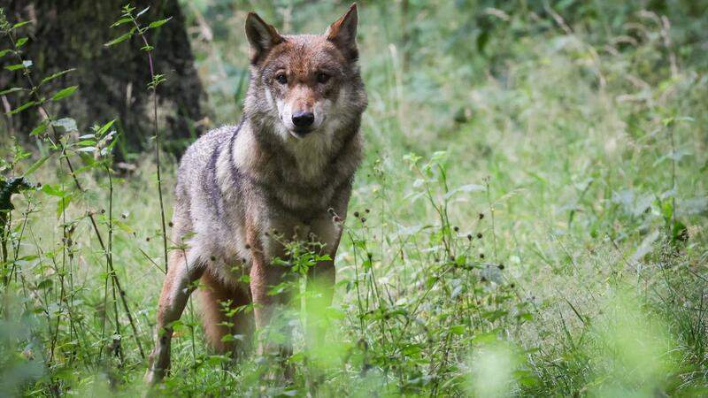 Abschuss im Eilverfahren: Der Problemwolf-Plan und die Reaktionen Bislang muss für eine Abschussgenehmigung derselbe Wolf zweimal Weidetiere gerissen und dabei jeweils Schutzzäune überwunden haben.