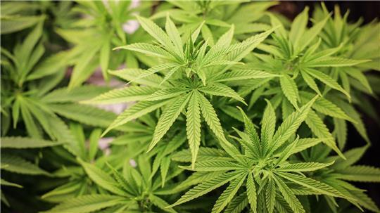 Bislang sind erst 13 Cannabis-Anbauvereinigungen in Hamburg zugelassen worden. (Archivbild)