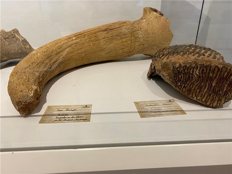 Faszinierende Urzeit-Schätze sind in Harsefeld zu sehen Bison-Hornzapfen (links) und Mammut-Backenzahn von der Weser.