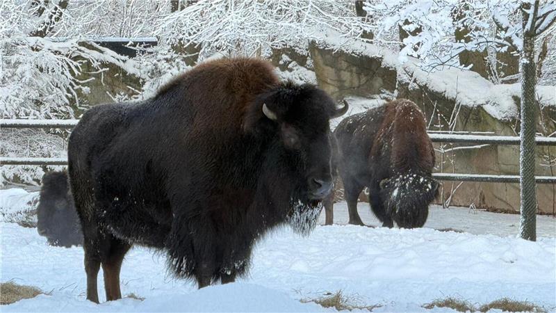 Bisons stehen im Tierpark Hagenbeck im Schnee. 