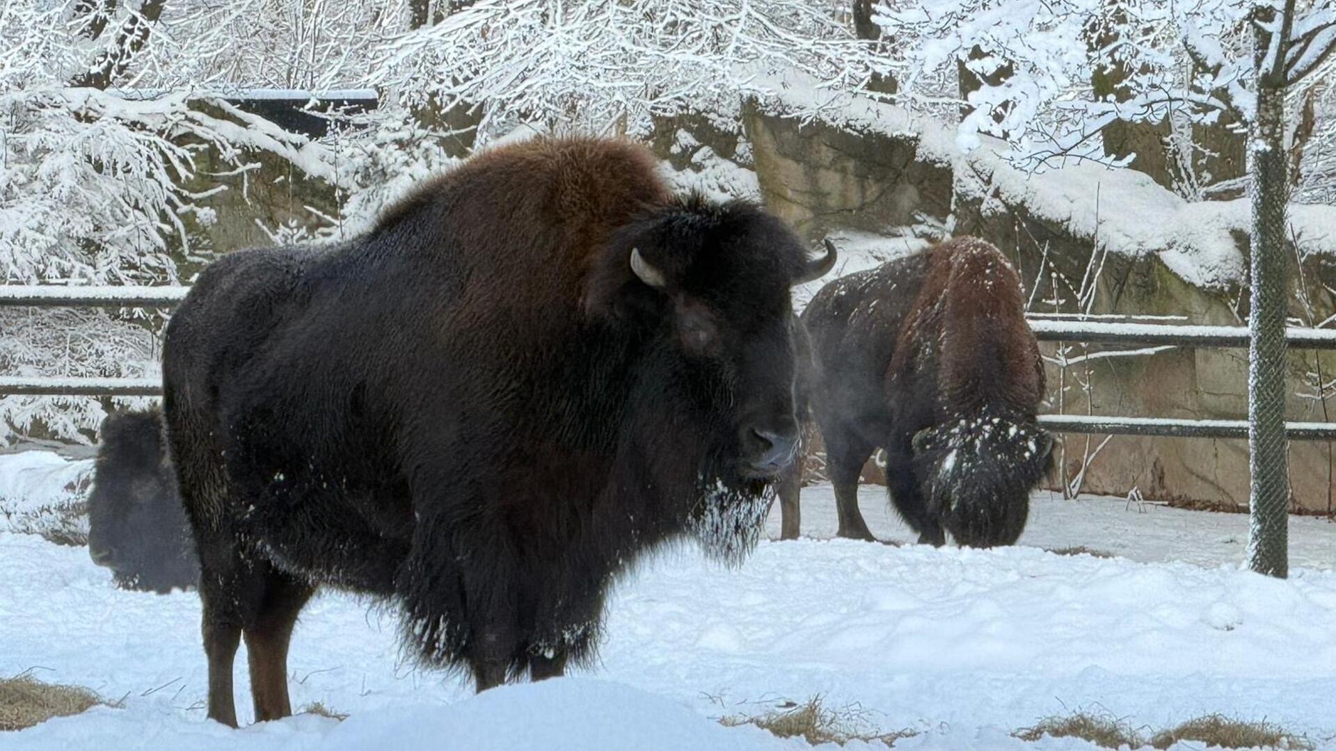 Schne Tierpark Neumnster Preise Ebenbildnull