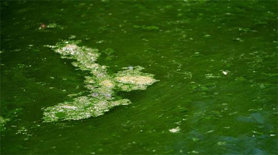Blaualgen - hier zu sehen in einem Baggersee in Bayern - können gefährlich sein. (Illustration)