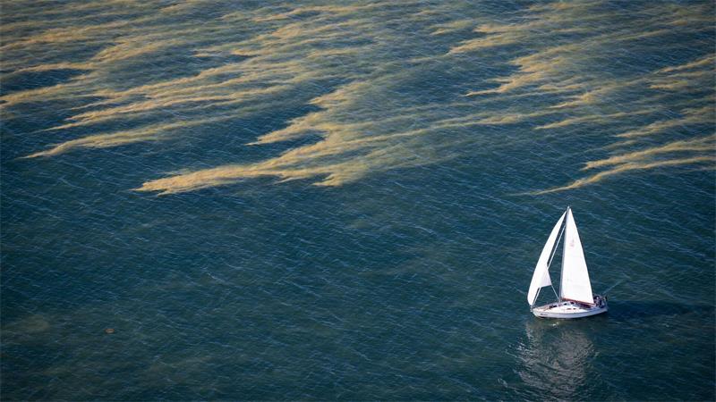 Blaualgenteppiche erstrecken sich über Teile der Ostsee.