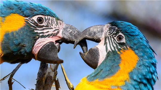 Blaukehlaras sitzen in der neuen Vogelwelt im Zoo Leipzig auf einem Ast. 