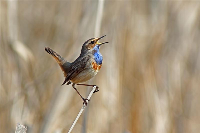 Die ausgeklügelten Sangeskünste der Vogelmännchen Blaukehlchen.