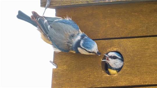 Blaumeisen bei der Fütterung.