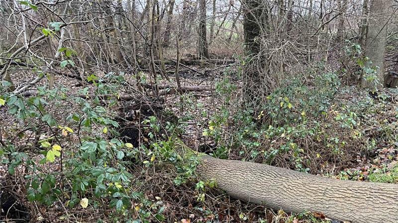 Bahnstrecke stundenlang gesperrt: Landrat fordert Baumfällungen Blick auf den Wurzelballen der umgekippten Esche.
