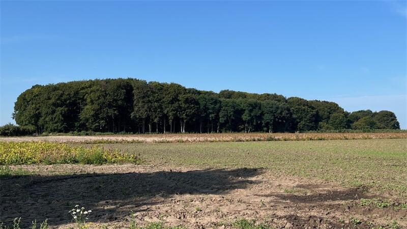 Blick auf den imposanten Buchenwald im Dohren zwischen Bliedersdorf und Grundoldendorf.