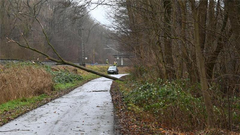 Bahnstrecke stundenlang gesperrt: Landrat fordert Baumfällungen Blick auf den umgekippten Baum.