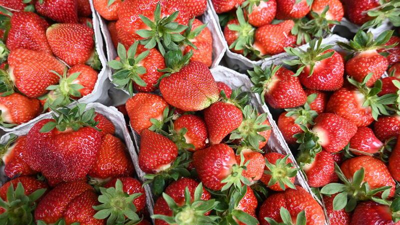 Blick auf die 500-Gramm-Schälchen mit Freiland-Erdbeeren.