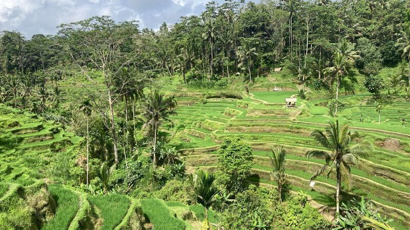Sorge auf Bali: Indonesien erhöht die Vergnügungssteuer  Blick auf die berühmten Reisfelder der indonesischen Urlaubsinsel Bali.