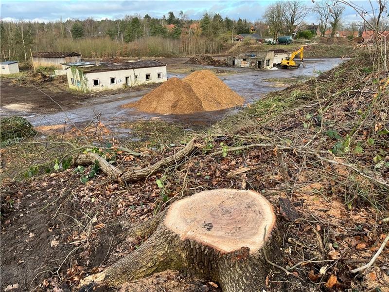Dollern: Grüne schreiben offenen Brief nach Rodung in Kiesgrube Blick auf die gerodete Flächen und die Ruinen in der Kieskuhle Sandbarg in Dollern. Foto: Vasel