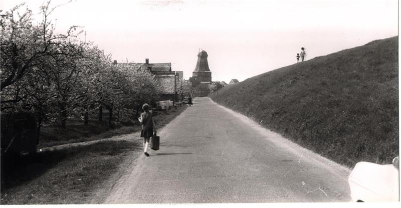 Sorgen um Borsteler Mühle: Sie sinkt immer tiefer Blick auf die sanierungsbedürftige Borsteler Mühle, und den alten Elbdeich in den 1960er/1970er Jahren. Der Galerieholländer wurde im Jahr 1856 von dem Müller Adolf Friedrich Peters erbaute. Foto: Altländer Archiv