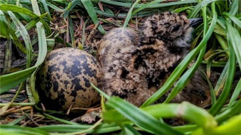 Weg vom Bullenbruch nach Ladekop - Naturschutz macht es möglich Blick auf ein Gelege mit Kiebitzküken.