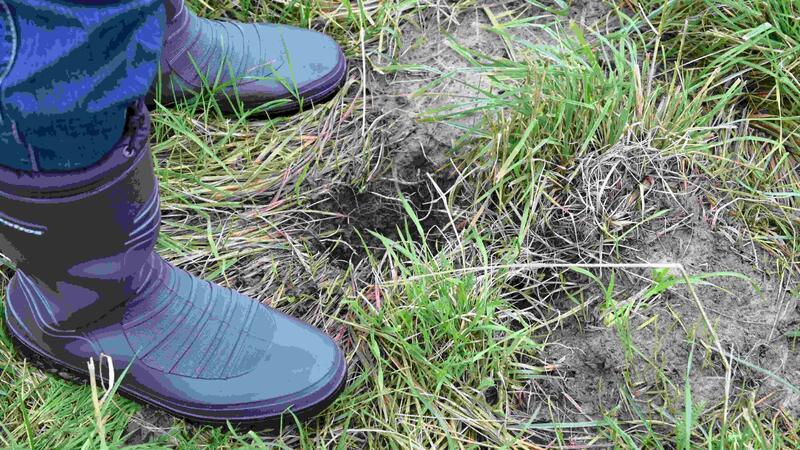 Blick auf ein Loch im Deich: Buddelnde Hunde, Marderhunde und Dachse sind ein Problem.
