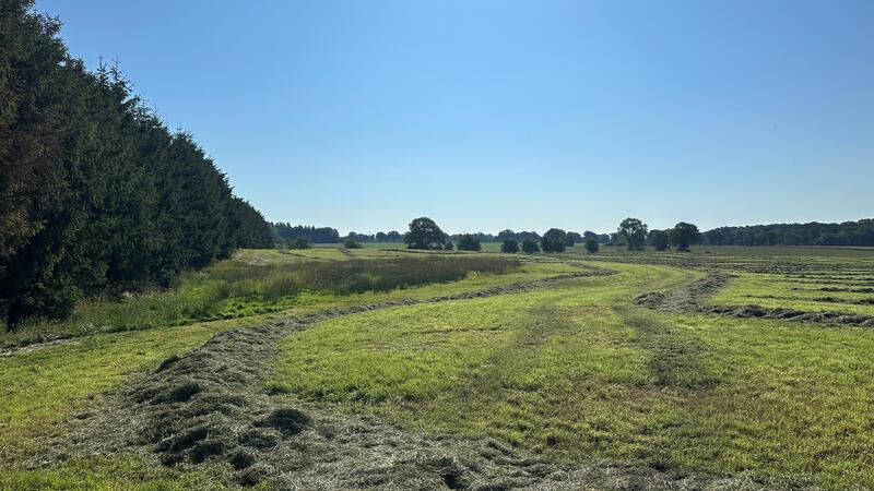 Blick auf eine abgemähte Wiese nahe des Fundortes des toten Kindes.