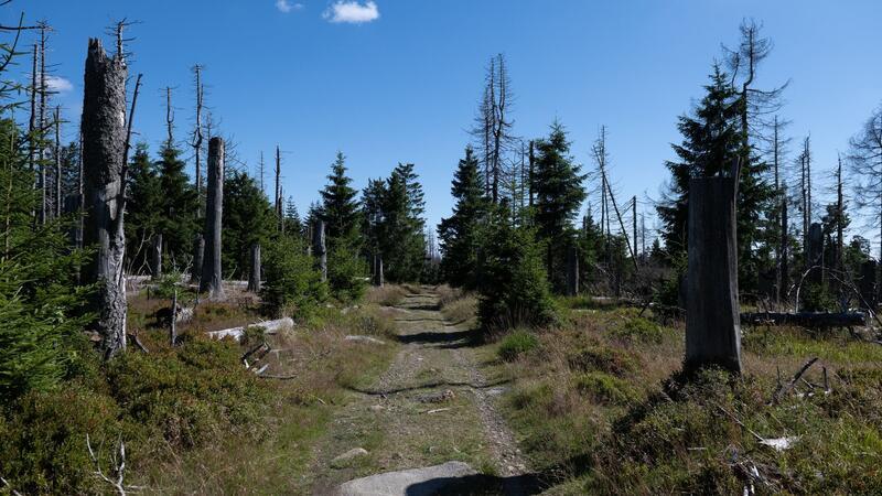 Nationalpark Harz: Vorbereitungen abgeschlossen Blick auf einem Wanderweg am Brockenfeldmoor bei Torfhaus im Harz.