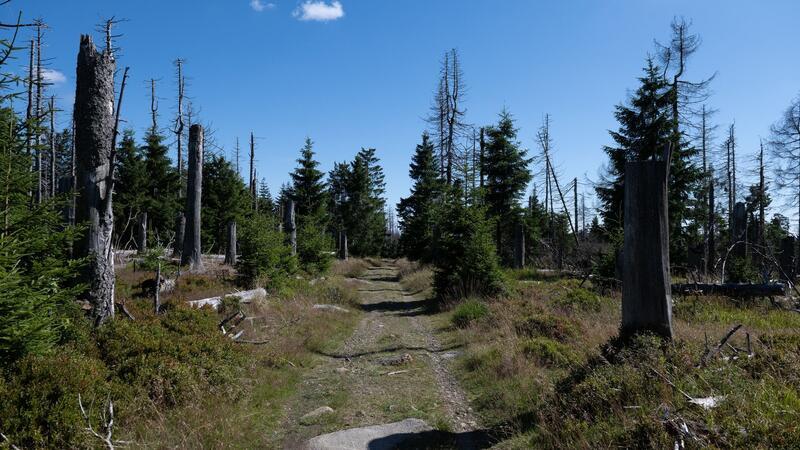 Blick auf einem Wanderweg am Brockenfeldmoor bei Torfhaus im Harz.