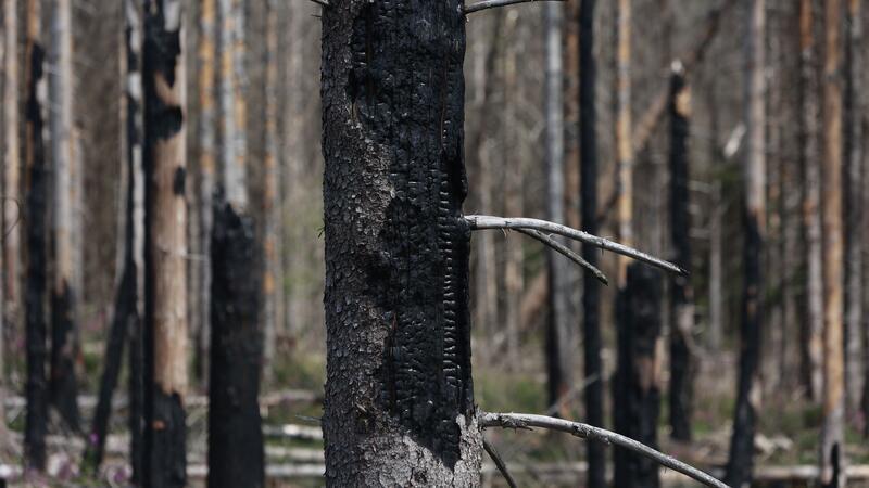 Nationalpark Harz ertüchtigt Wege und Brücken für Waldbrände Blick auf verkohlte Bäume in einem Waldgebiet am Brocken.