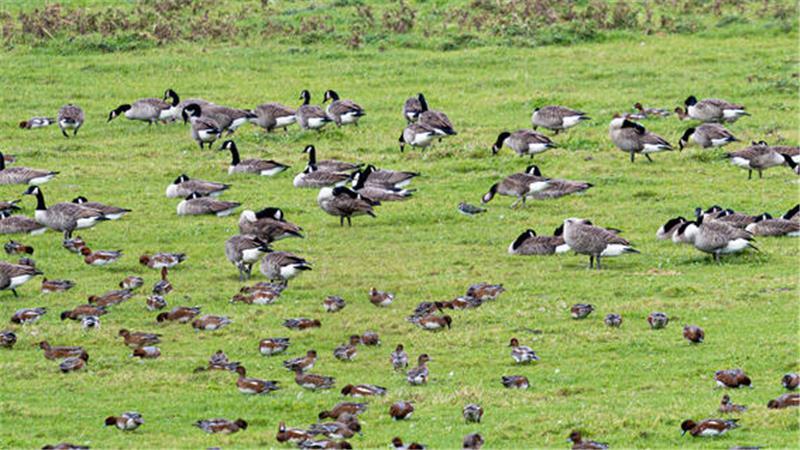Blick aus dem „Vogelkieker“ auf rastende Pfeifenten (vorne) und Kanadagänse.