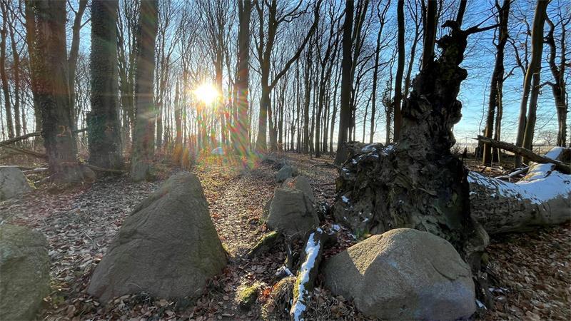 Blick in den Dohrenwald - mit Steingrab und Totholz.