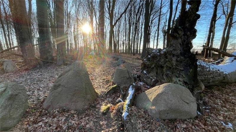 Blick in den Dohrenwald - mit Steingrab und Totholz.