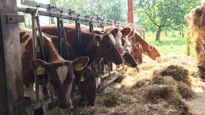 Blick in den Kälberstall mit angeschlossenem Weideauslauf.