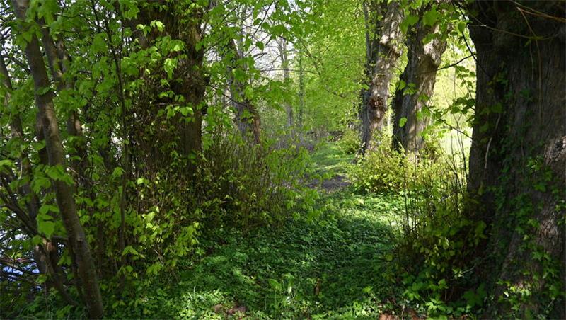 Waldpädagogen bieten erstes literarisches Waldbaden auf Gut Daudieck an Blick in die Lindenallee: Mächtige Bäume stehen im Wald um das Gut Daudieck bei Horneburg.