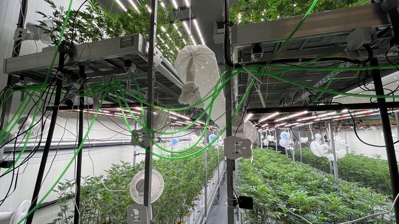 Smokerhontas baut Cannabis ganz legal an geheimem Ort im Alten Land an Blick in die Plantage in einem CA/Ulo-Lagerraum für Äpfel in Jork.