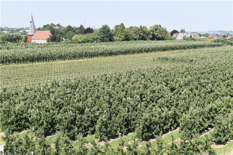 Elstar bleibt der Star der Äpfel Blick von der Mühle in Twielenfleth über die Apfelplantagen auf St. Marien: 23,2 Millionen Obstbäume an der Niederelbe. Foto: Vasel