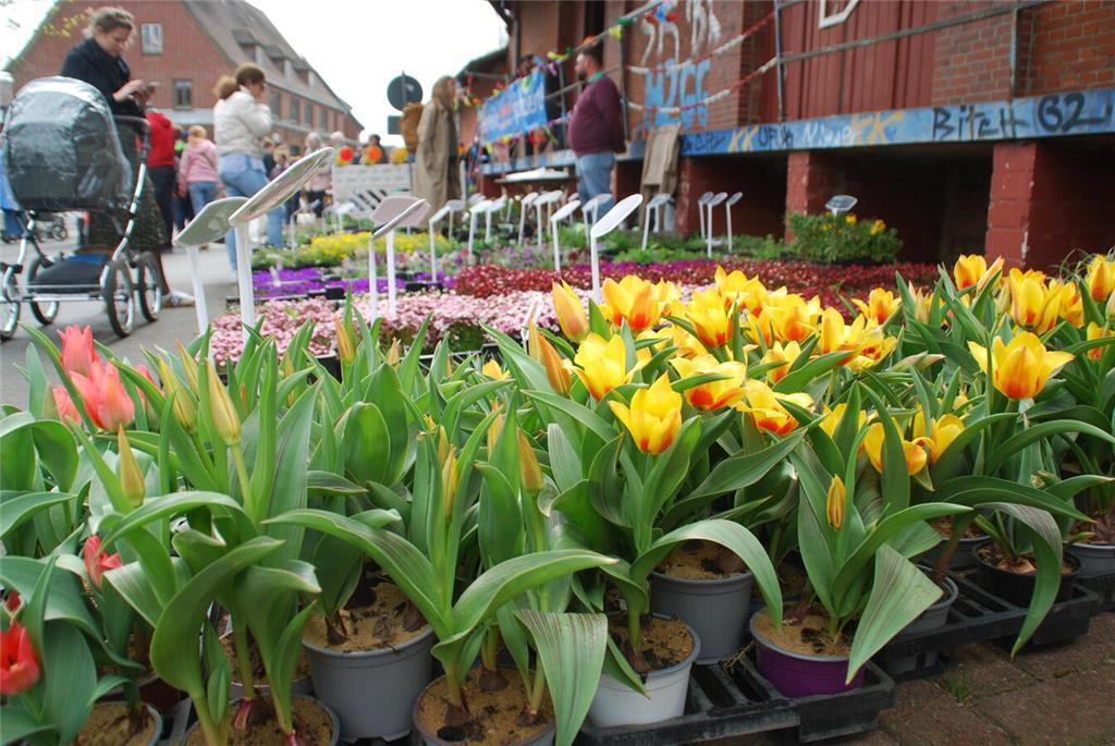 Blühende Akzente aus eigener Zucht