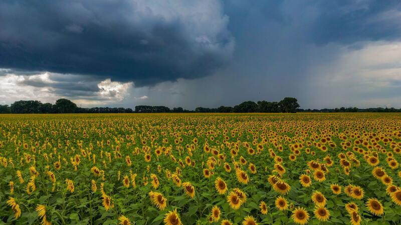 Blühende Blumen vor dunken Wolken - ein typsches Bild für den Juii 2024, sagt der Deutsche Wetterdienst. (Archivbild)