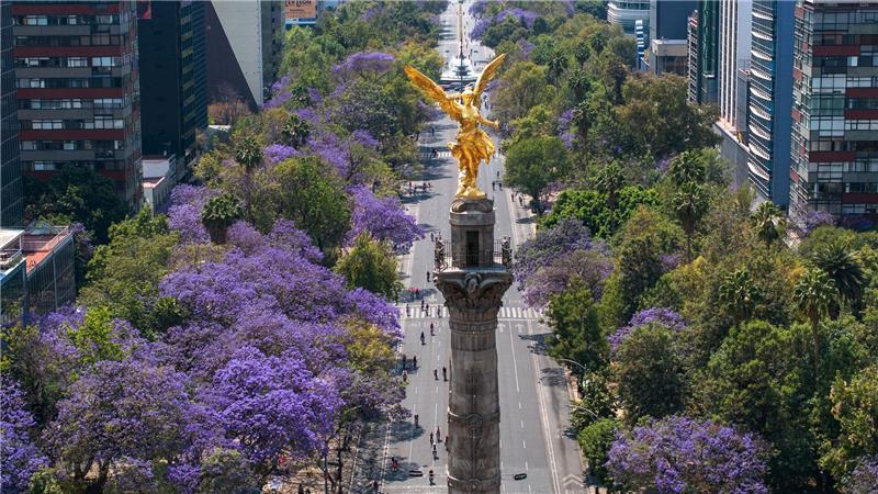 Blühende Jacaranda-Bäume entlang der Avenida Reforma in Mexiko-Stadt. (Archivbild)