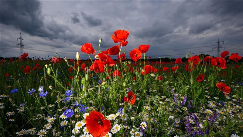 Blühende Sommerblumen heben sich vor dunklen Regenwolken ab.