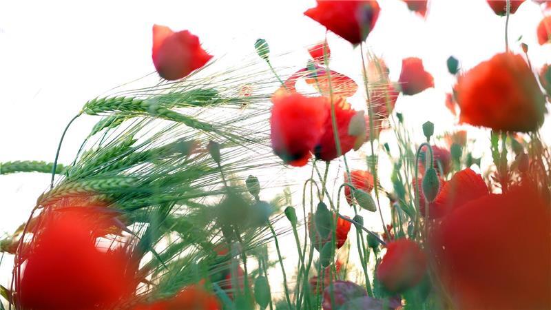 Blühender Mohn zum Sonnenaufgang in Bayern