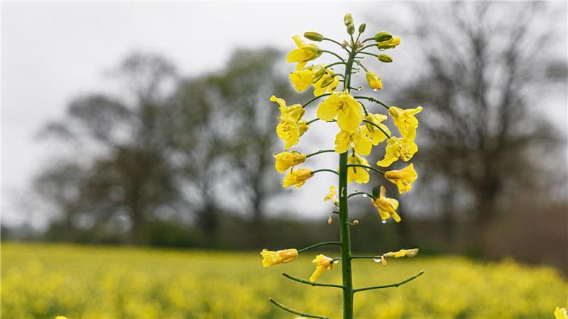 Raps im Norden erzielt bundesweit höchsten Hektarertrag Blühender Raps schmückt die Landschaft im Frühling. In diesem Jahr folgen hohe Erträge in Schleswig-Holstein. (Archivbild)