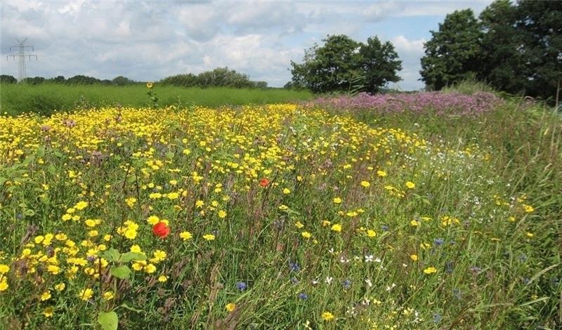 Blühstreifen, die besonders bienenfreundlich sind, sind ökologische Vorrangflächen, die mit EU-Mitteln bezuschusst werden. Fotos Landvolk Pressedienst (1) / von Allwörden