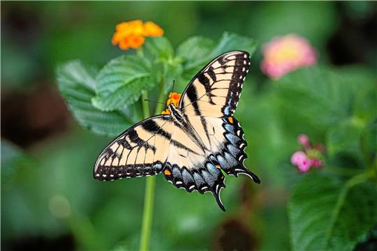 Blühstreifen und Hotels sollen Heimat für Insekten sein. Symbolfoto: Pixabay