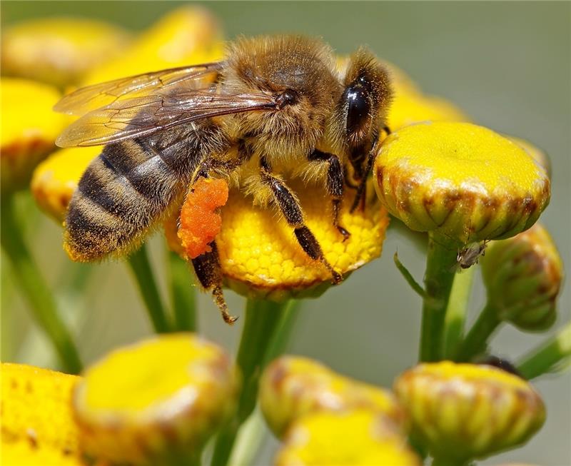 Blüten sind wichtig: Eine Biene auf Nahrungssuche. Foto Schaffhäuser