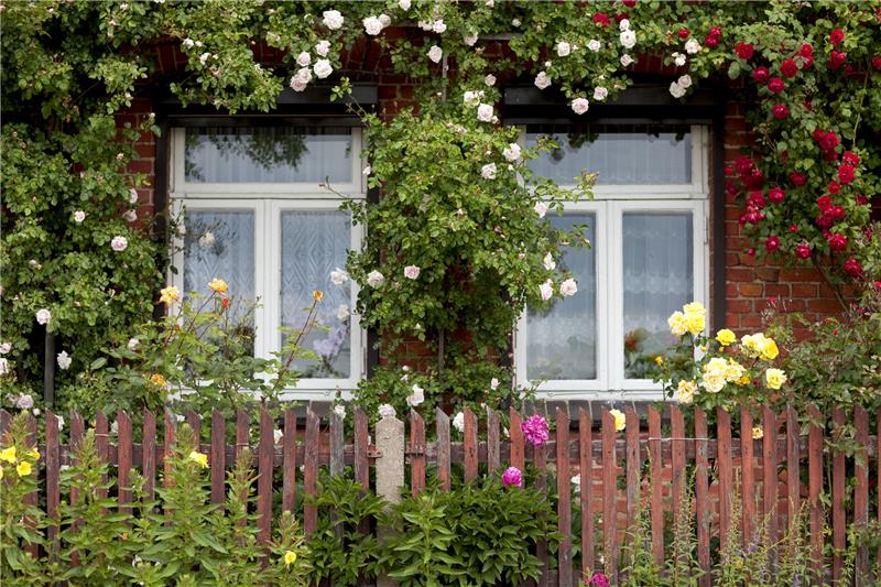 Blumen stehen jedem Haus gut - diese Rosen lassen an ein Märchenschloss denken. Foto: Arno Burgi/dpa-Zentralbild/dpa-tmn