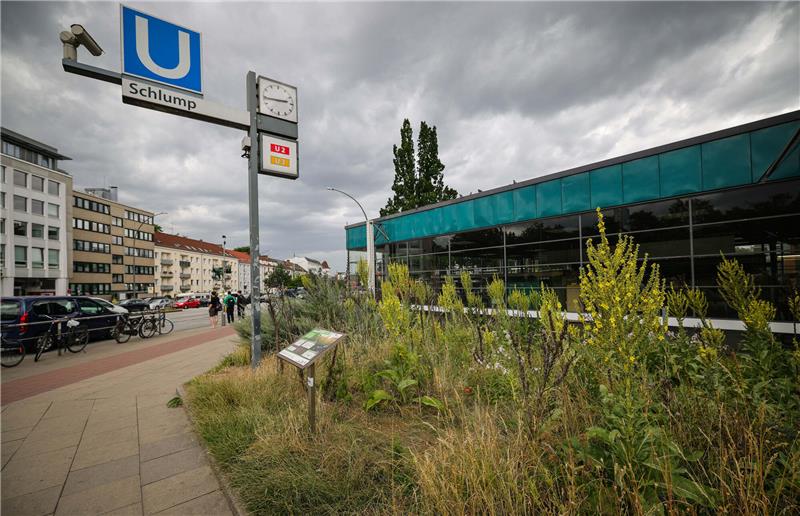 Blühwiesen an Hamburger Haltestellen locken seltene Wildbienen an Blumen und andere Pflanzen stehen auf einer Wildblumenwiese an der Haltestelle Schlump. Foto: Christian Charisius/dpa