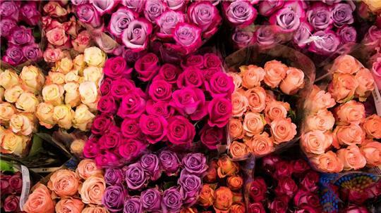 Blumen werden am Valentinstag sehr häufig verschenkt. 