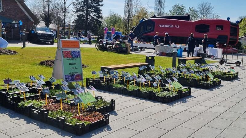 Blumenstauden gab es schon beim 1. Hammaher Frühlingsmarkt 2023.