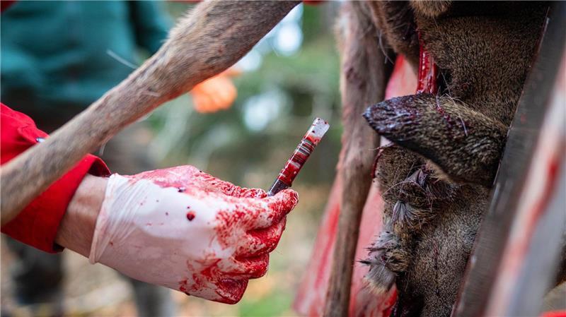 Blutproben bei den Rehen dienen alsFrühwarnsystem für die Blauzungenkrankheit. (Archivbild)